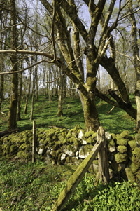 Wild Garlic on Eigg